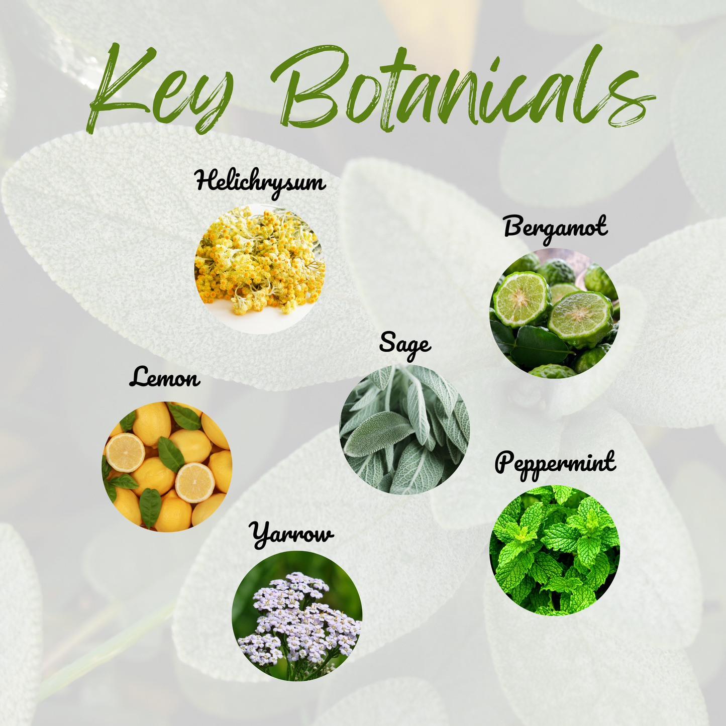 Bile Flow Essential Oil Blend (10ml)